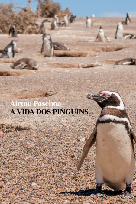 CAPA a vida dos pinguins HI RES